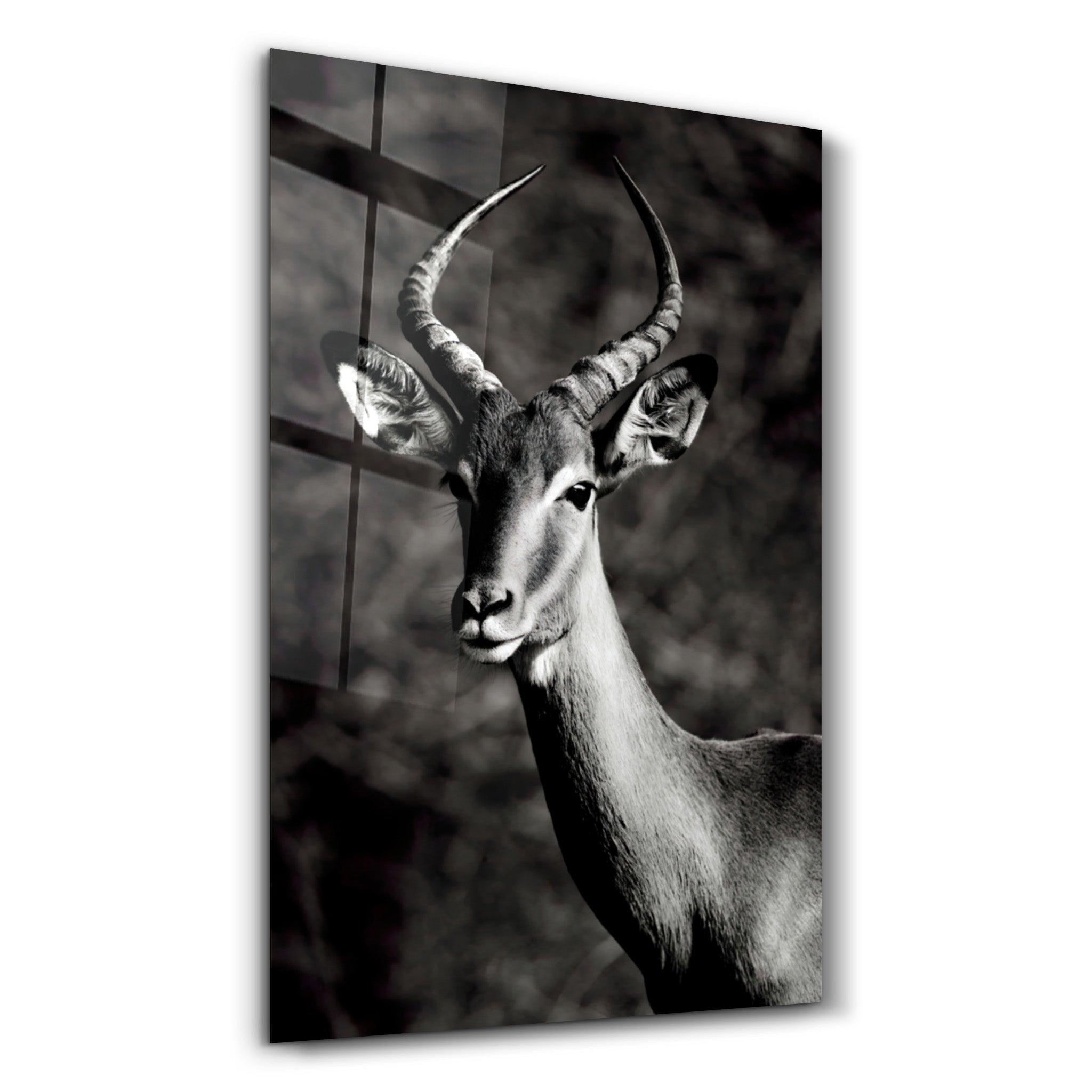 Antilope Black and White | Glass Wall Art - ArtDesigna Glass Printing Wall Art