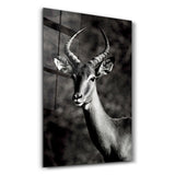 Antilope Black and White | Glass Wall Art