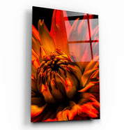 Orange Daisy | Glass Wall Art - Artdesigna