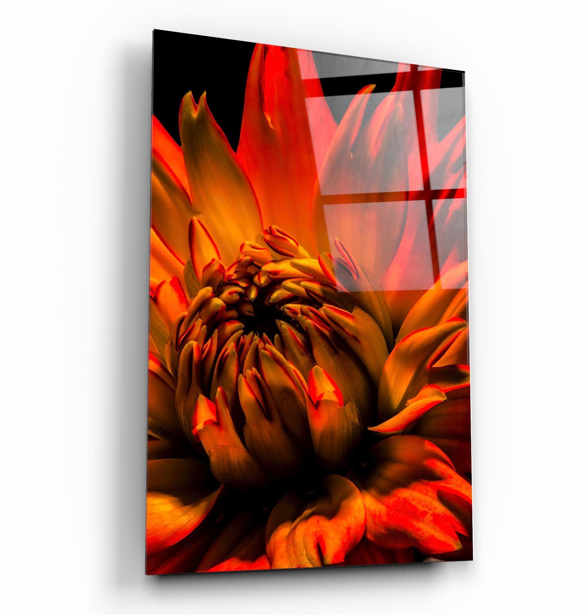 Orange Daisy | Glass Wall Art - Artdesigna