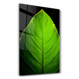 Green Leaf 1 | Glass Wall Art