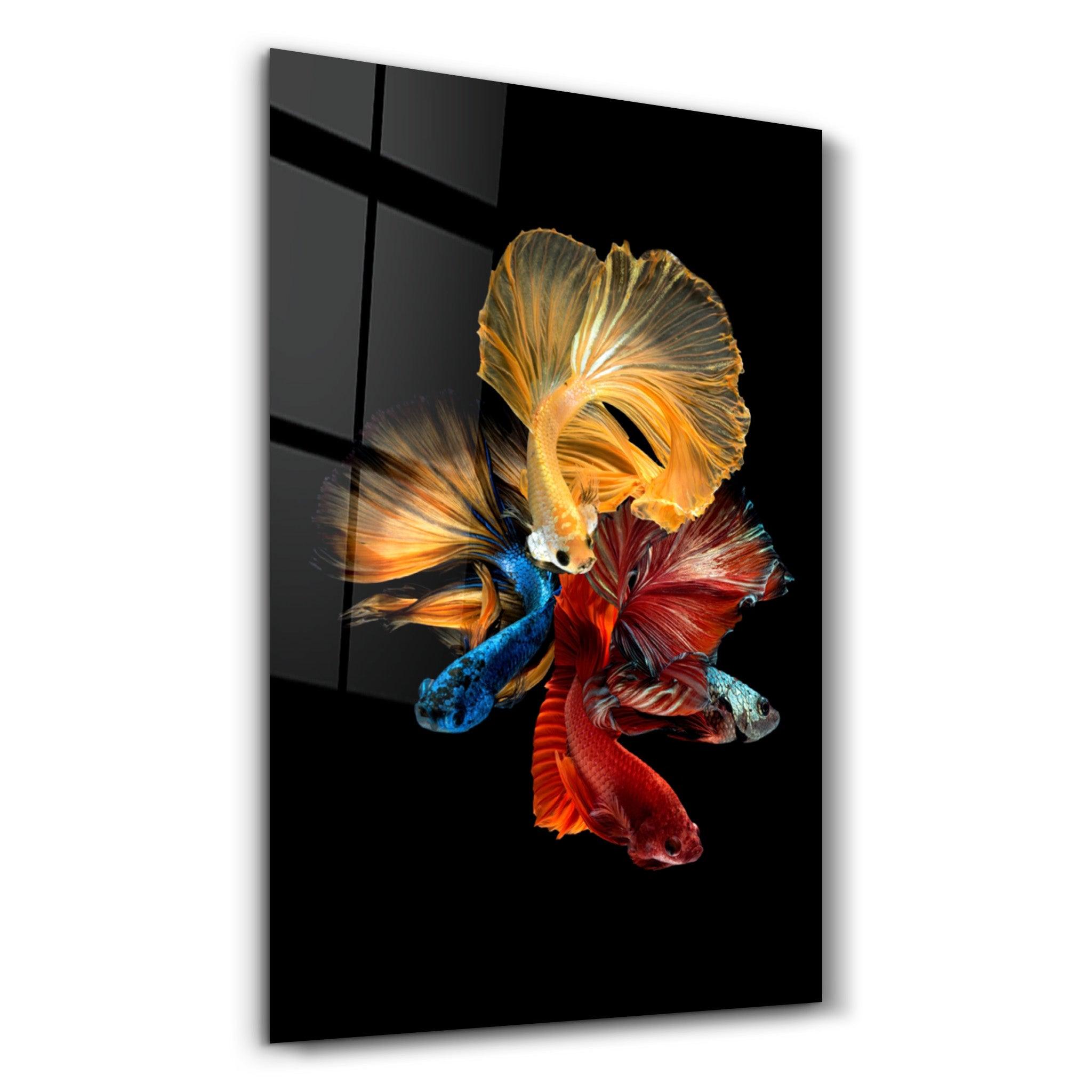 Betta Fish V2 | Glass Wall Art - ArtDesigna Glass Printing Wall Art