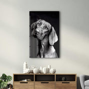 Innocent Dog | Glass Wall Art - ArtDesigna Glass Printing Wall Art