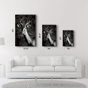 Antilope Black and White | Glass Wall Art - ArtDesigna Glass Printing Wall Art