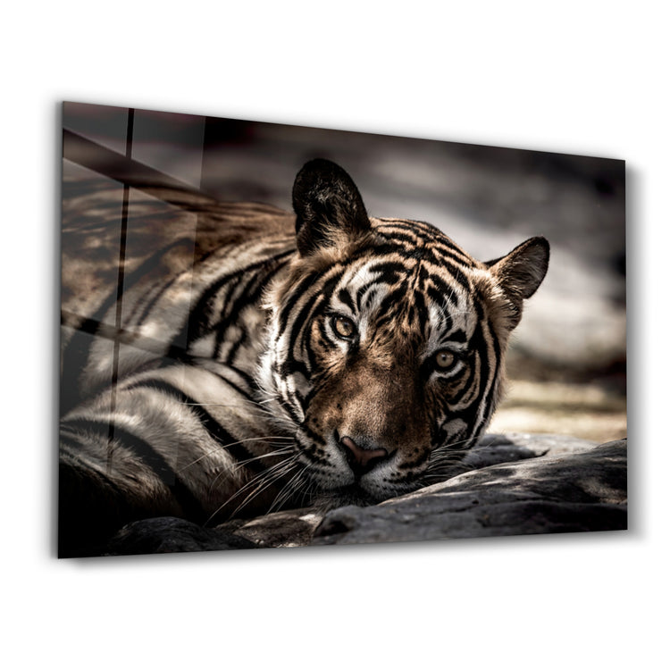 ・"Tired Tiger"・Glass Wall Art - ArtDesigna Glass Printing Wall Art