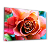 Floribunda Rose – Glasbild