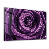 Violette Rose V2 – Glasbild