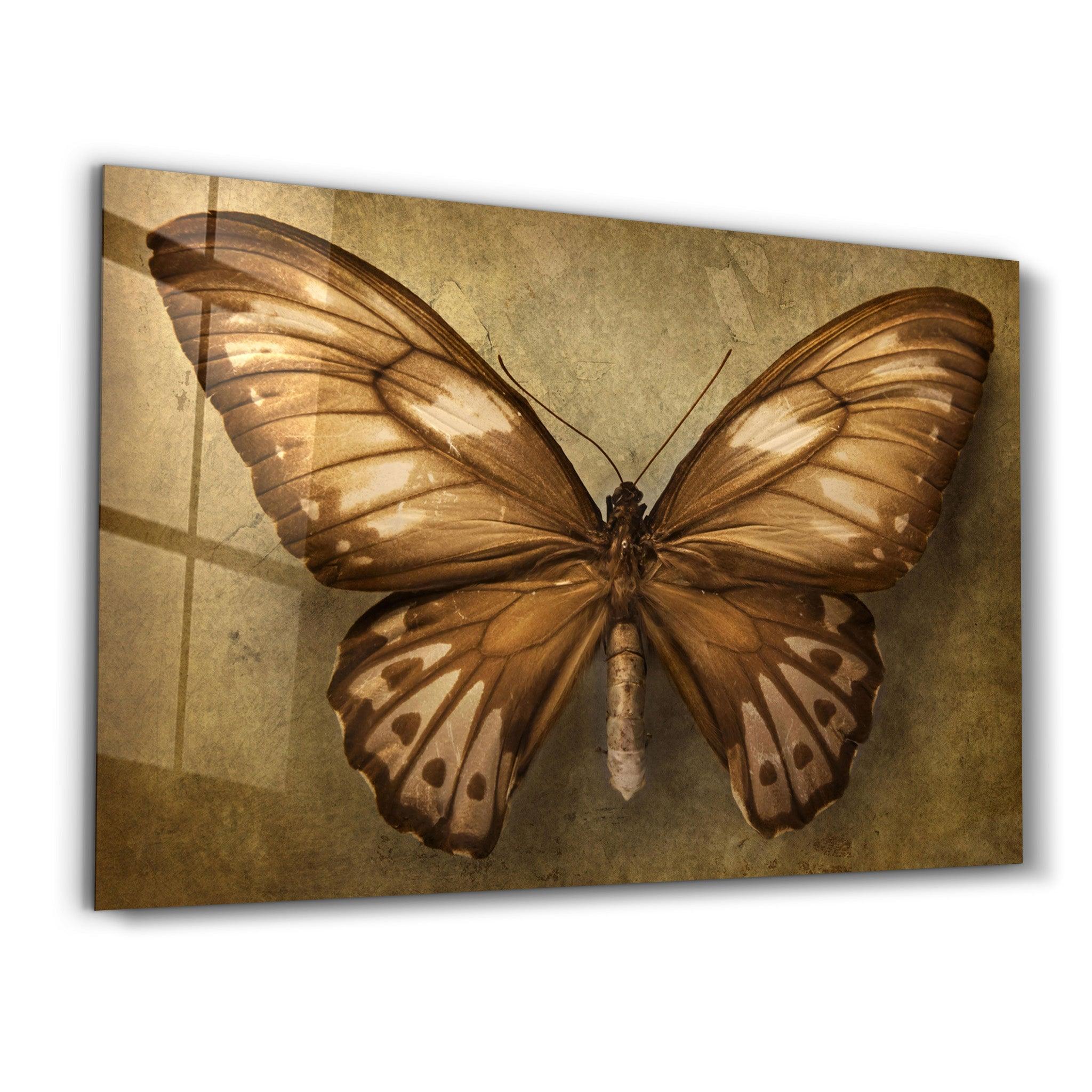 ・"Vintage Butterfly"・Glass Wall Art - ArtDesigna Glass Printing Wall Art