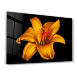 Orangefarbene Lilie – Glasbild