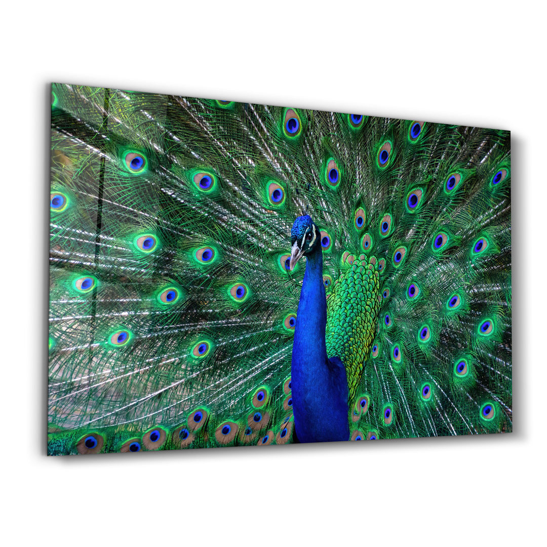 ・"The Peacock"・Glass Wall Art - ArtDesigna Glass Printing Wall Art