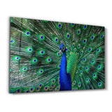 The Peacock | Glass Wall Art