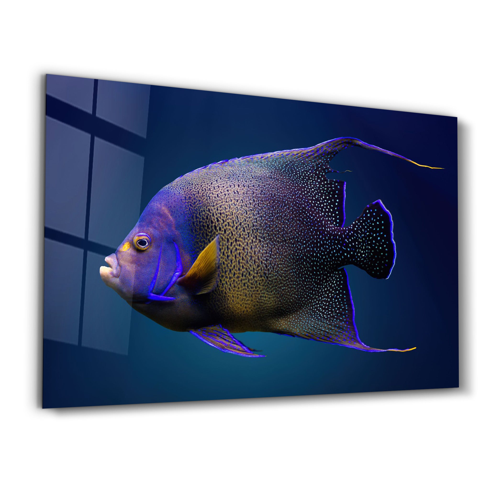 ・"Exotic Fish"・GLASS WALL ART - ArtDesigna Glass Printing Wall Art