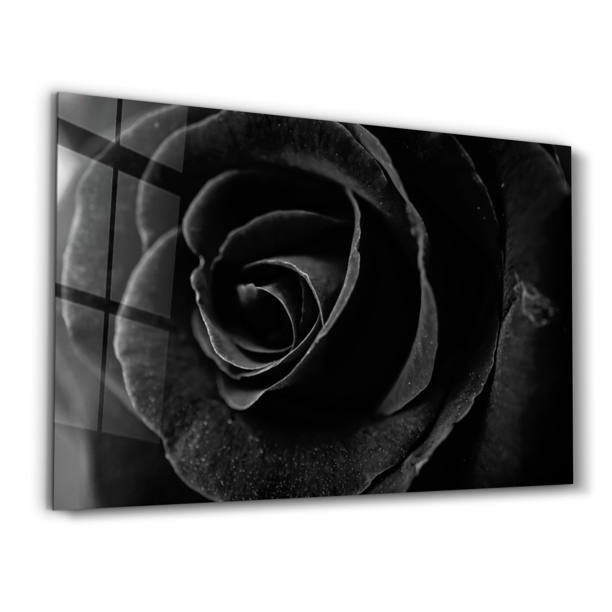 Black Rose | Glass Wall Art - ArtDesigna Glass Printing Wall Art