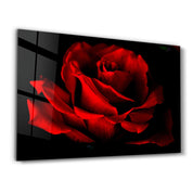 Red Rose | Glass Wall Art - Artdesigna