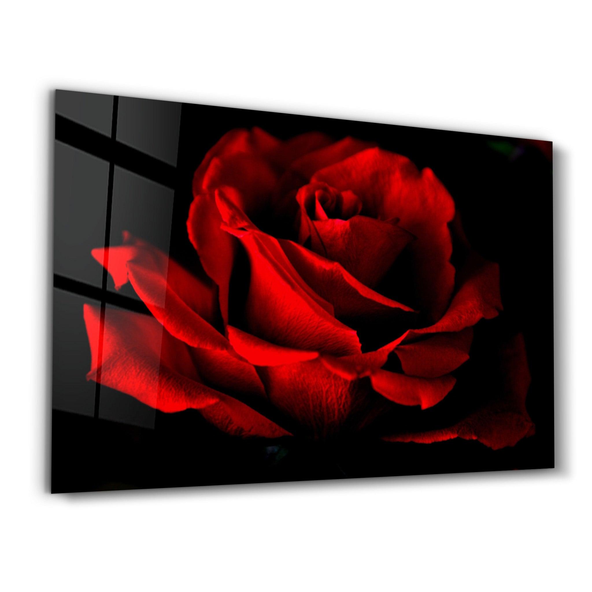 Red Rose | Glass Wall Art - ArtDesigna Glass Printing Wall Art