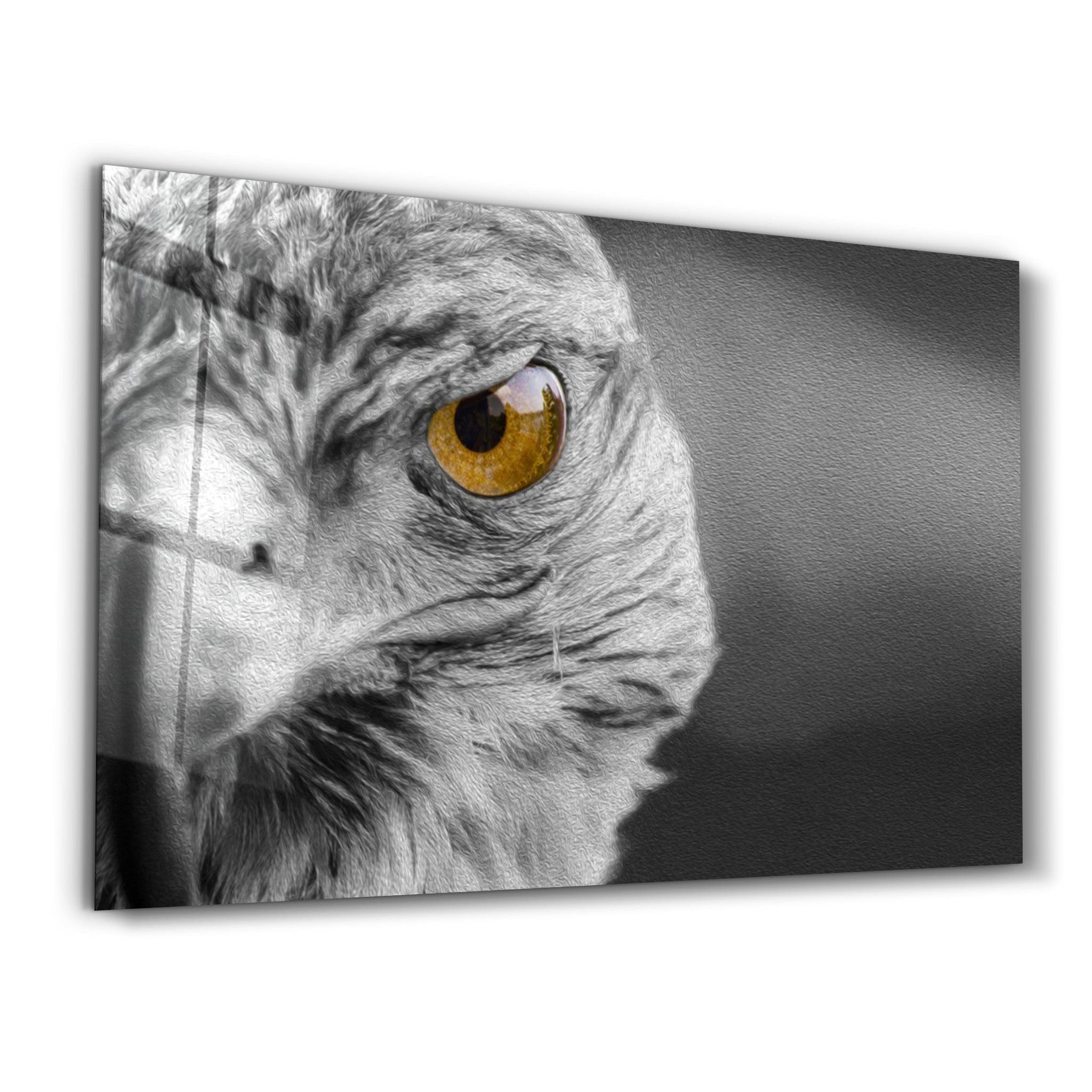 Hawk | Glass Wall Art - Artdesigna