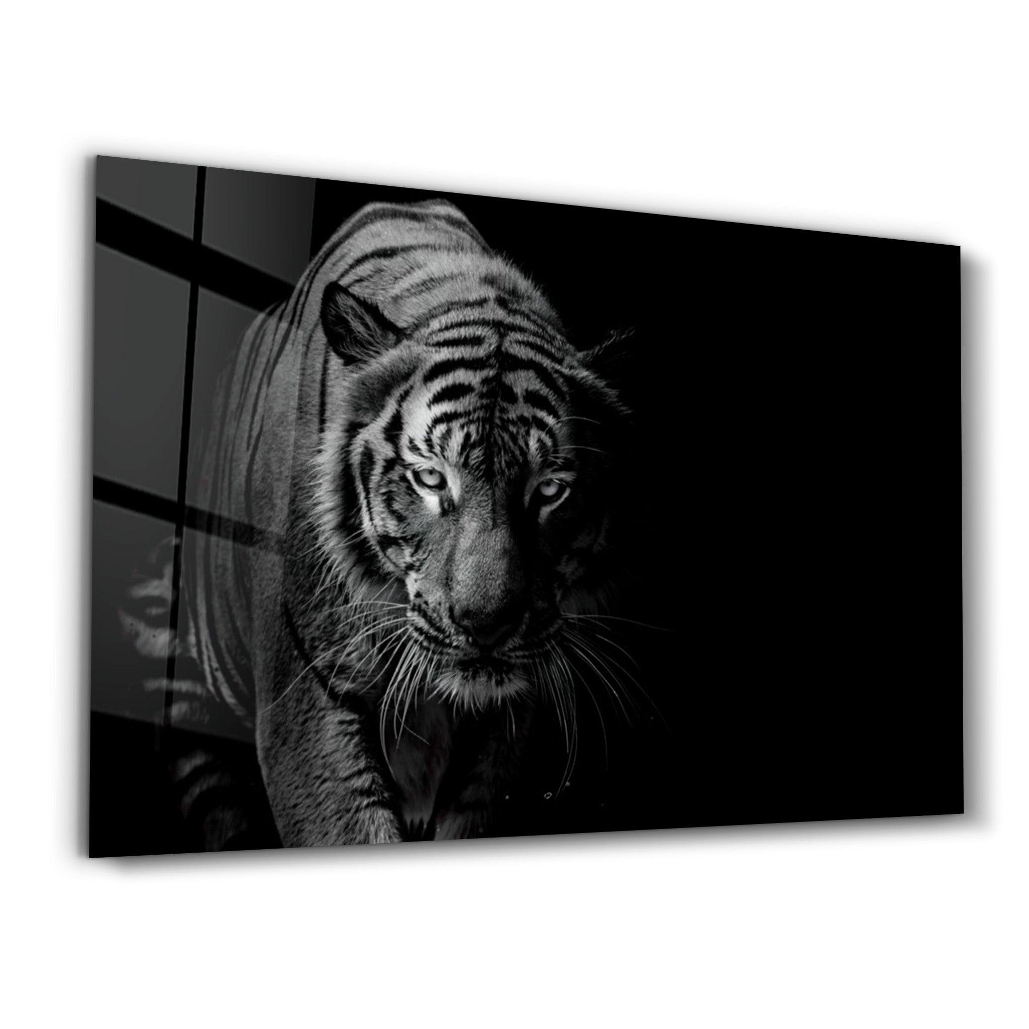Tiger in the Black | Glass Wall Art - ArtDesigna Glass Printing Wall Art