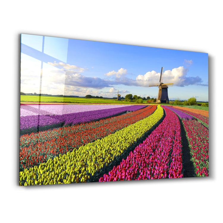 ・"Tulips Of Amsterdam"・Glass Wall Art - ArtDesigna Glass Printing Wall Art