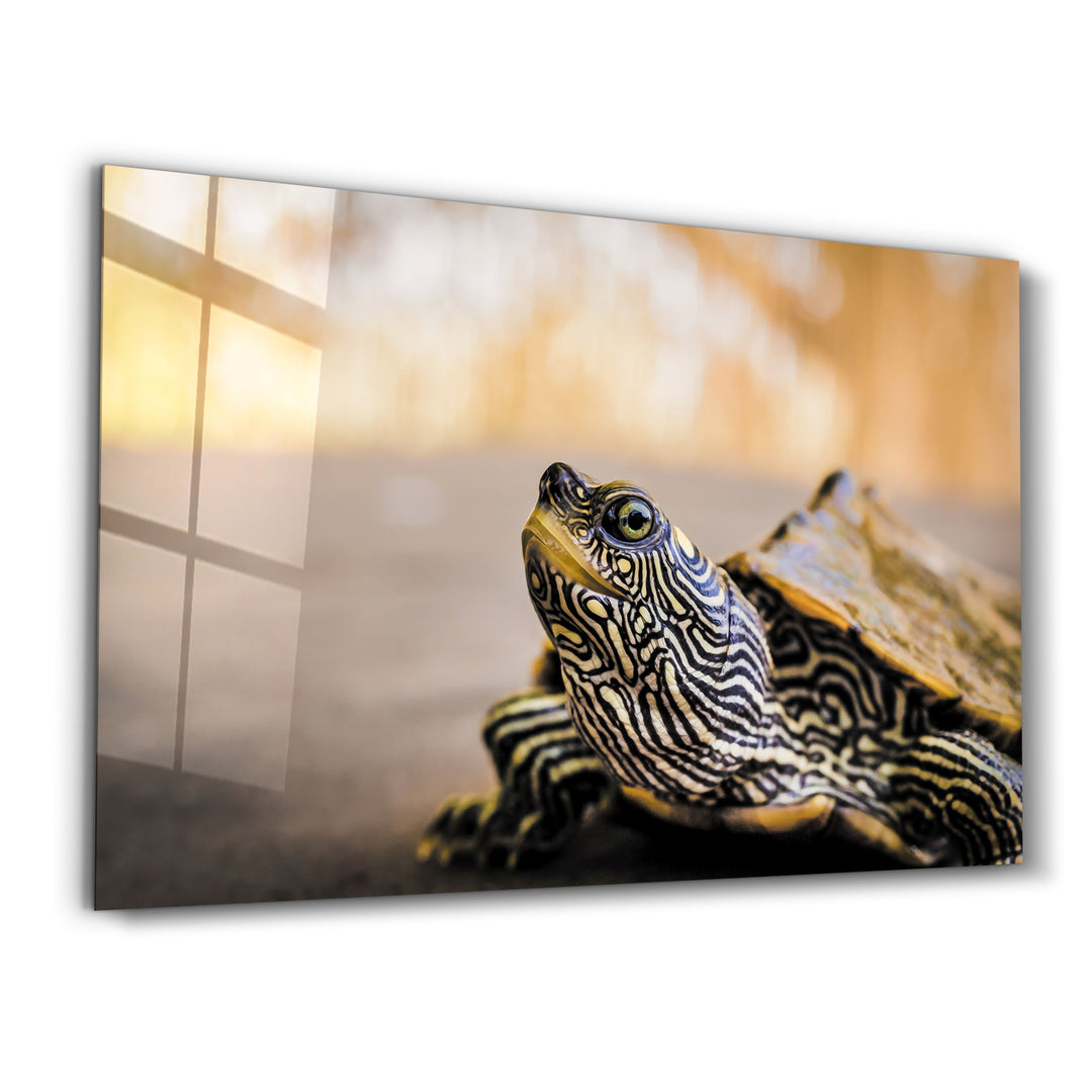 ・"Striped Turtle"・Glass Wall Art - ArtDesigna Glass Printing Wall Art