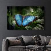 Butterfly Bluewing | Glass Wall Art - ArtDesigna Glass Printing Wall Art
