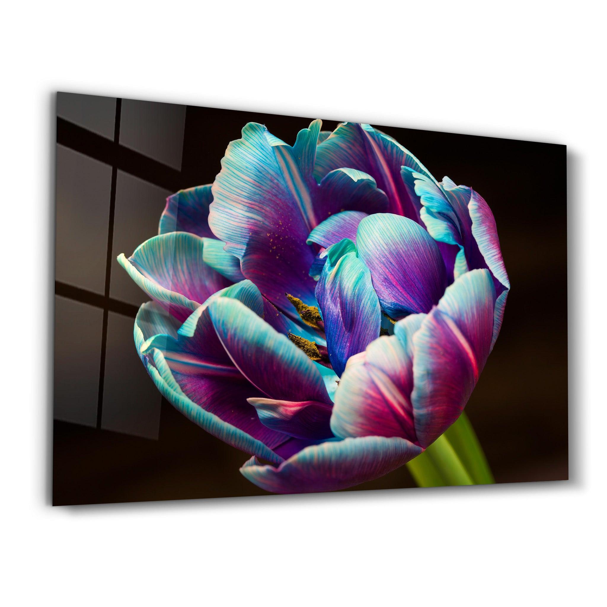 Tulip | Glass Wall Art - Artdesigna