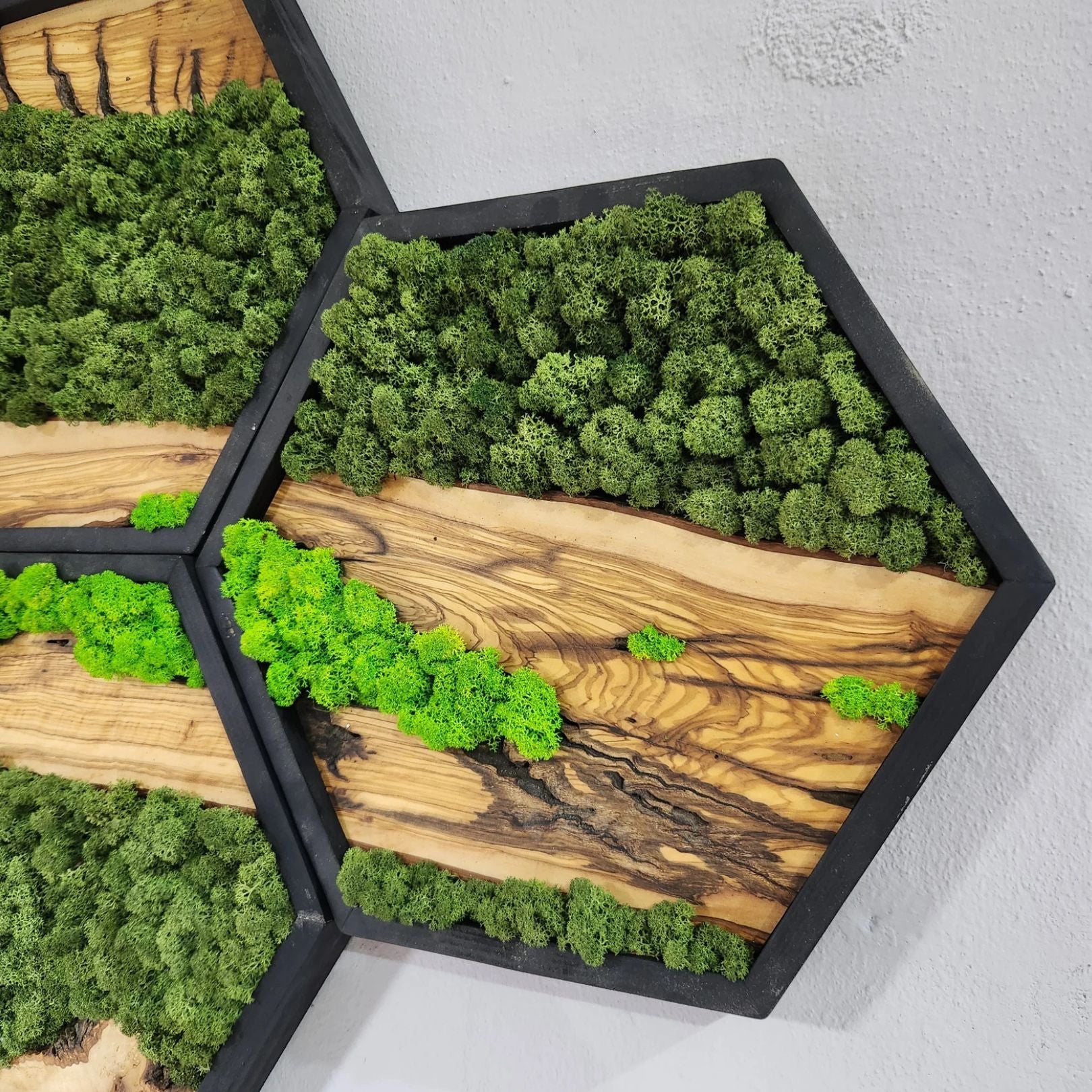 Honeycomb Moss & Olive Tree | Premium Handmade Wall Sculptures
