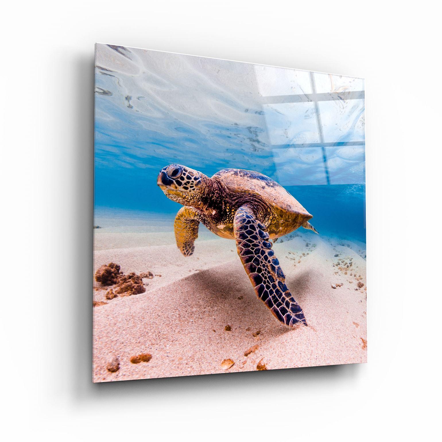 ・"Sea Turtle"・Glass Wall Art - ArtDesigna Glass Printing Wall Art